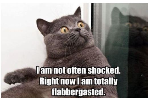 totally flabbergasted cat